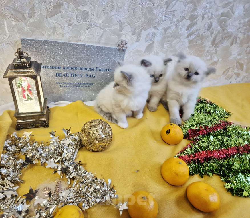 Кошки в Москве: Рэгдолл девочки Девочка, 80 000 руб. - фото 3