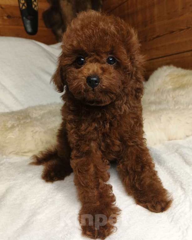 Собаки в Москве: щенок Китайский тедди пудель (Teddy Bear) Мальчик, 150 000 руб. - фото 10