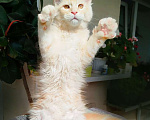 Кошки в Барнауле: Котята мейн-кун Девочка, Бесплатно - фото 2