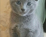 Кошки в Санкт-Петербурге: Русские голубые котята Мальчик, 40 000 руб. - фото 5