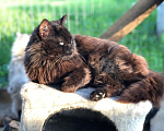 Кошки в Дмитрове: Молодой котик Черныш. Мальчик, Бесплатно - фото 3