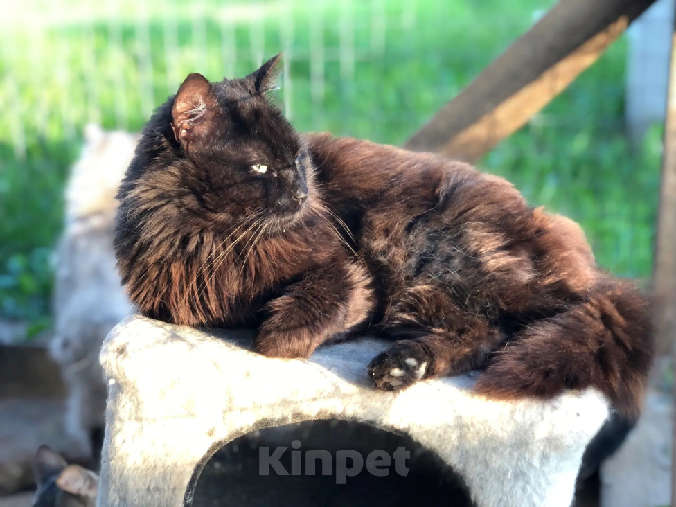 Кошки в Дмитрове: Молодой котик Черныш. Мальчик, Бесплатно - фото 3