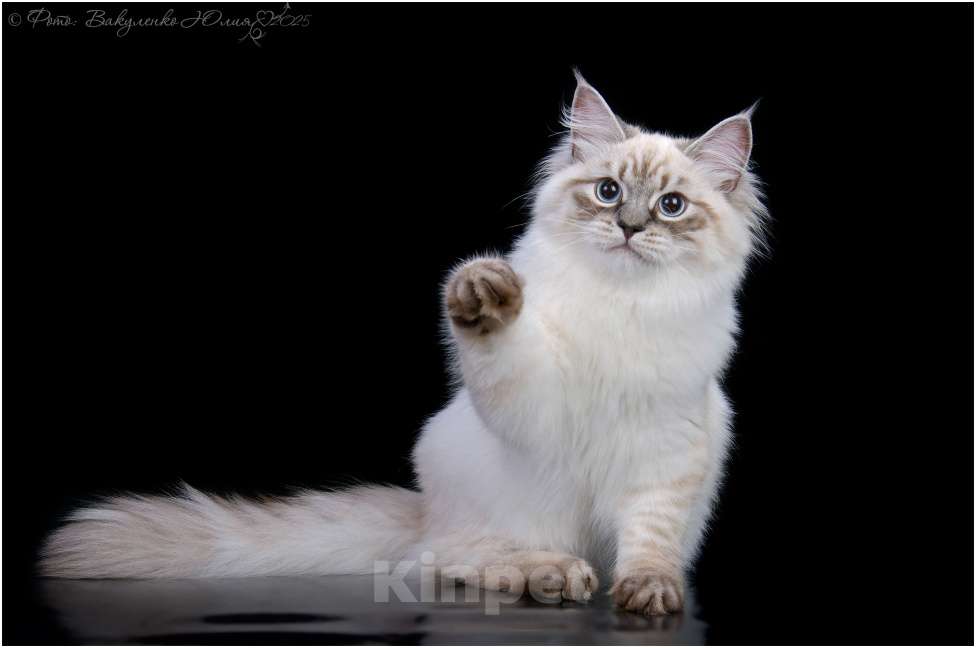 Кошки в Астрахани: Котята от чемпиона мира по системе wcf Мальчик, Бесплатно - фото 7