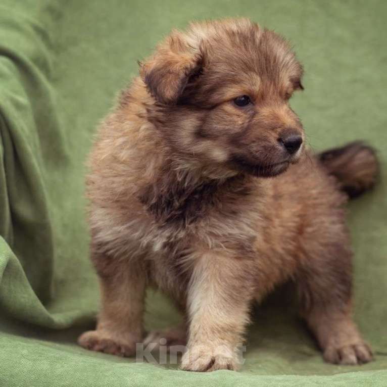 Собаки в Лобне: щенок Тедди ищет семью Мальчик, Бесплатно - фото 3