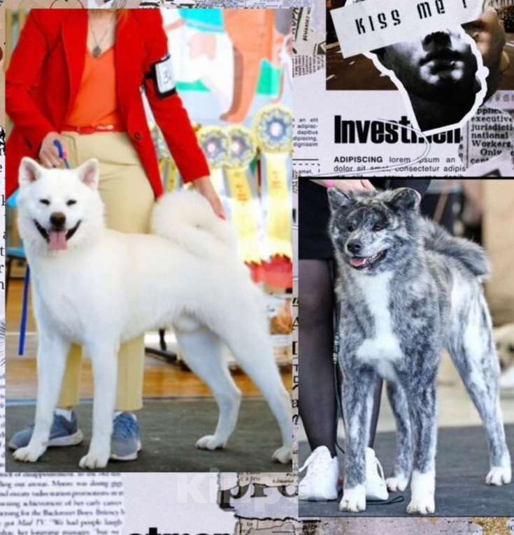 Собаки в Новосибирске: Щенок акиты- белый мишка Мальчик, 80 000 руб. - фото 5