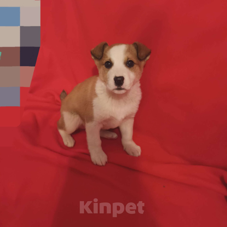 Собаки в Санкт-Петербурге: Щенок в добрые руки  Мальчик, Бесплатно - фото 1