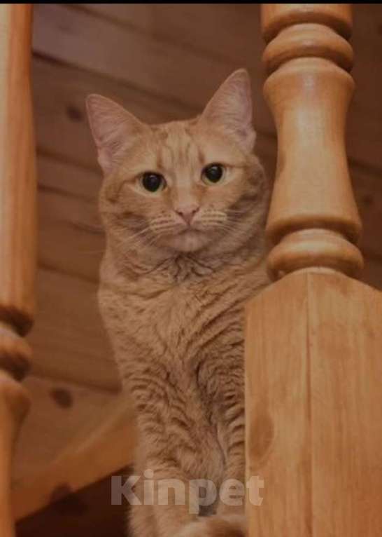 Кошки в Москве: Огненно-рыжая красотка кошка Злата ищет свою семью Девочка, Бесплатно - фото 3