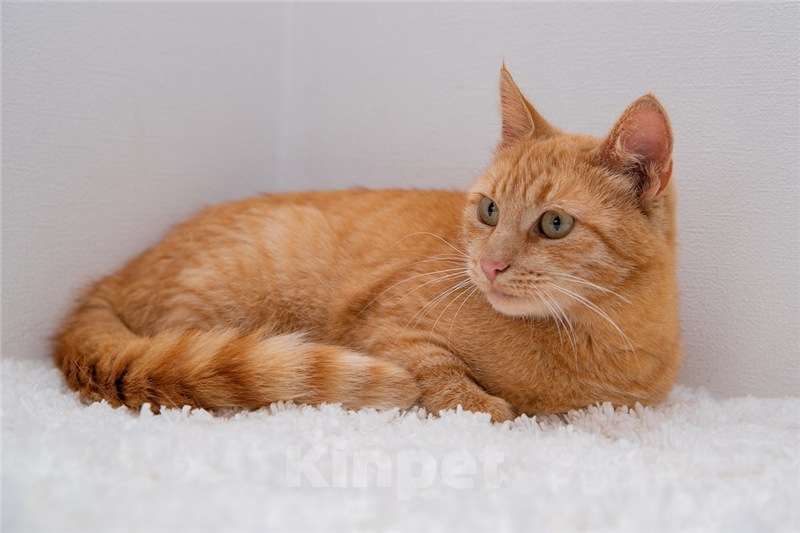 Кошки в Москве: Рыжая кошка в добрые руки. Девочка, Бесплатно - фото 6