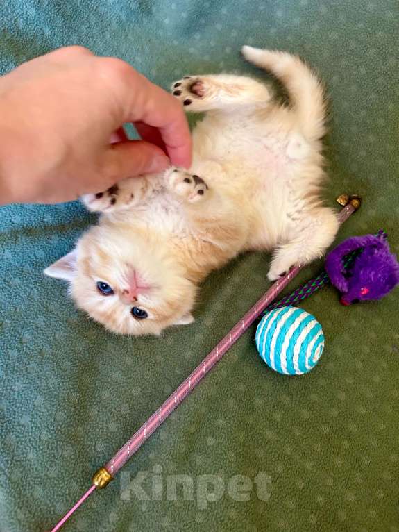 Кошки в Москве: Золотой мраморный шиншилла котик Мальчик, 35 000 руб. - фото 6