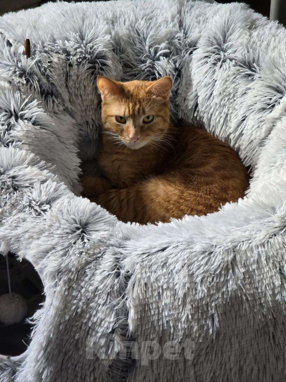 Кошки в Москве: Рыжик со вкусным именем Апероль ищет своего человека Мальчик, Бесплатно - фото 7