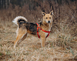 Собаки в Москве: Девчонка-веселушка, позитив и искреннее счастье Девочка, Бесплатно - фото 8