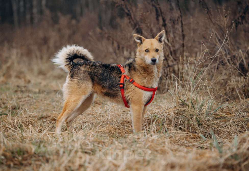 Собаки в Москве: Девчонка-веселушка, позитив и искреннее счастье Девочка, Бесплатно - фото 8