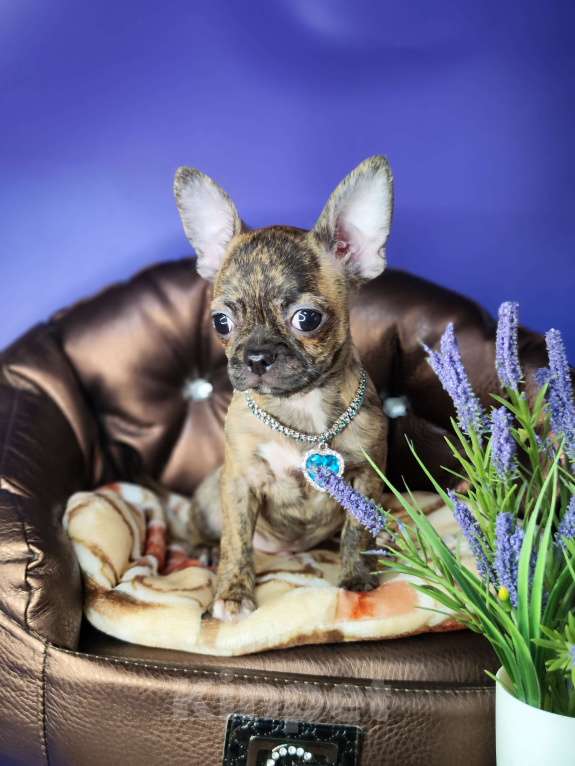 Собаки в Москве: Мальчики чихуахуа бейби фейс  Мальчик, 25 000 руб. - фото 3