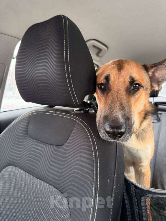 Собаки в Москве: Алекс из приюта ищет дом Мальчик, Бесплатно - фото 8