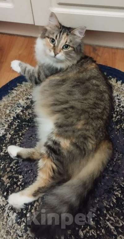 Кошки в Москве: Трехцветная пушистая Шаня, кошечка в добрые руки.   Девочка, Бесплатно - фото 5