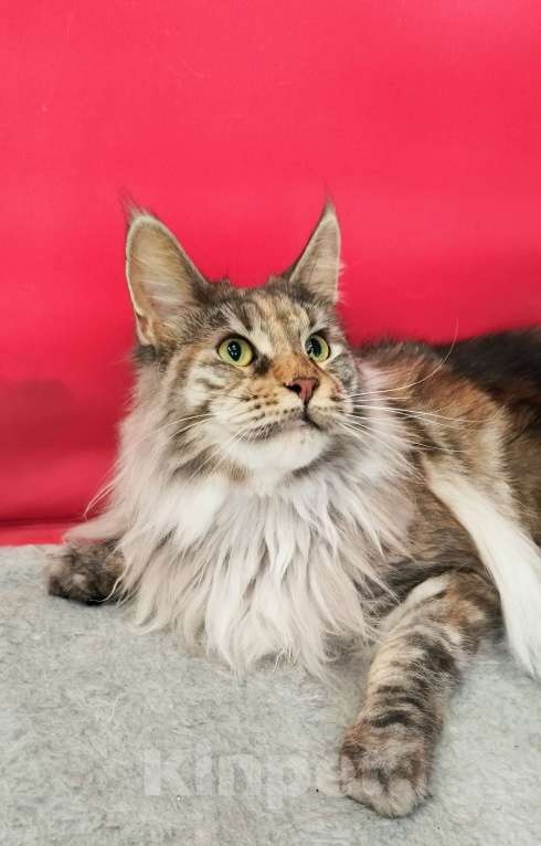 Кошки в Барнауле: Кошечка для вас Девочка, 10 000 руб. - фото 5