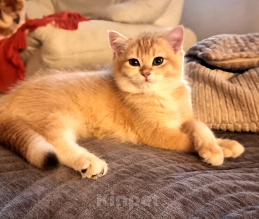 Кошки в Иркутске: Британские шиншиллы Разнополые, Бесплатно - фото 2