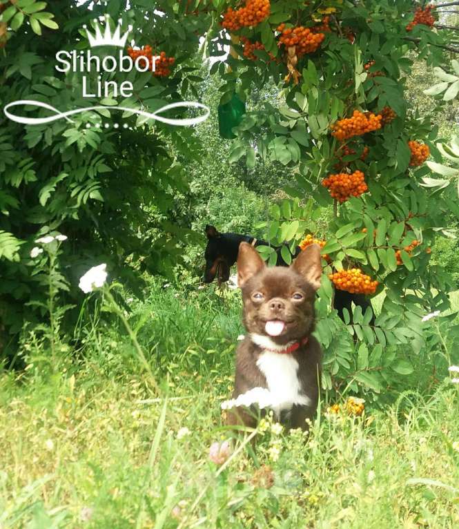 Собаки в Москве: Чихуахуа взрослый шоколадный мальчик Мальчик, 28 000 руб. - фото 1