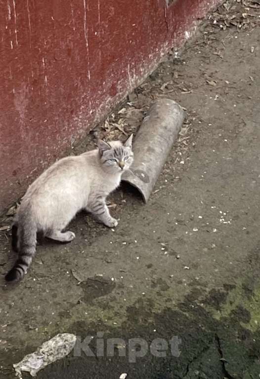 Кошки в Москве: Найдена кошка /кот  Девочка, Бесплатно - фото 1