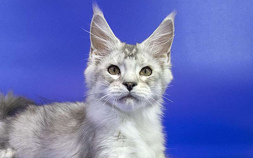 Мейн кун котенок