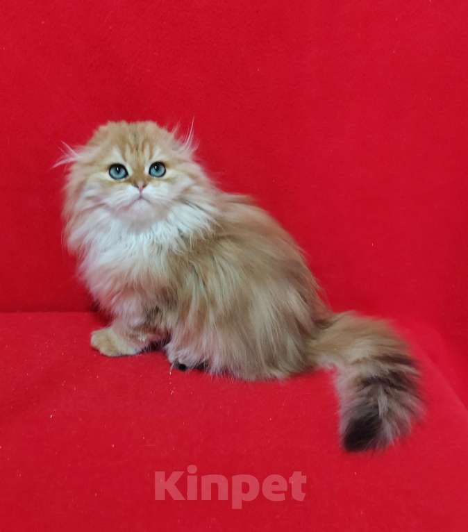 Кошки в Москве: Золотая мраморная кошечка хайленд Девочка, 20 000 руб. - фото 6