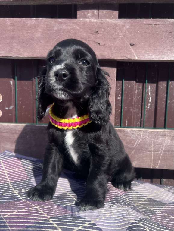 Собаки в других городах Ставропольского края: Английский Кокер спаниель  Девочка, 20 000 руб. - фото 7