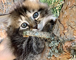 Кошки в Перми: Чудесные чистокровные сибирские котята Мальчик, 45 000 руб. - фото 3