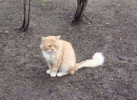 Объявление: Рыжик кот потерян, 5 000 руб., Москва
