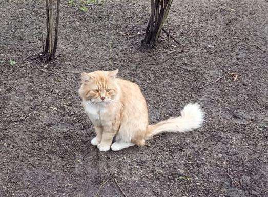 Кошки в Москве: Рыжик кот потерян Мальчик, 5 000 руб. - фото 1