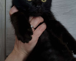 Кошки в Уфе: Милый черный котенок ищет хозяев Мальчик, Бесплатно - фото 1