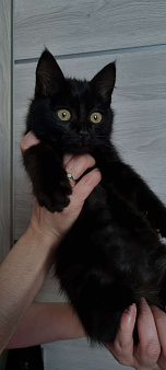 Объявление: Милый черный котенок ищет хозяев, Бесплатно, Уфа