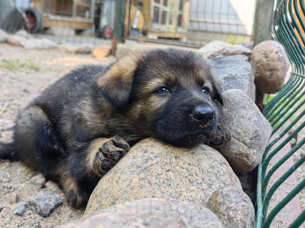 Собаки в Санкт-Петербурге: Щенки немецкой овчарки рабочего разведенияиз питомника "С Путиловой Горы" Мальчик, 80 000 руб. - фото 3