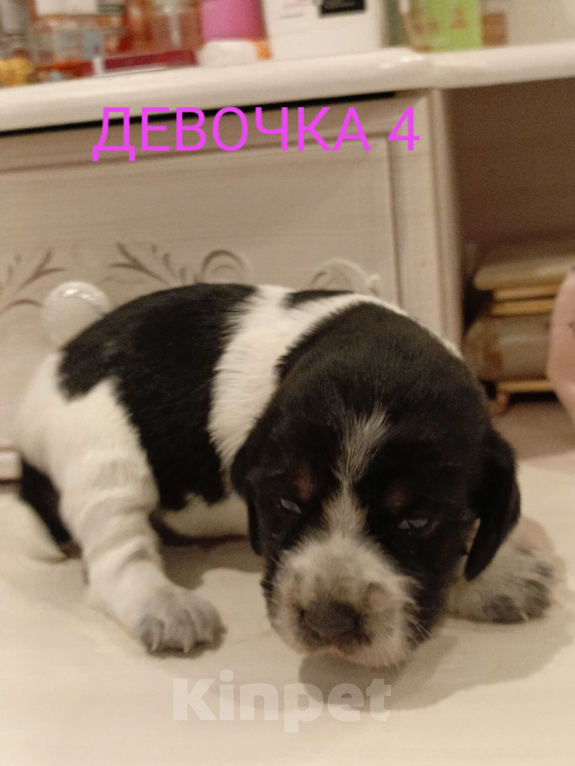 Собаки в Москве: Девочка 4 Девочка, 30 000 руб. - фото 1