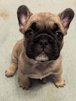 Французский бульдог щенки