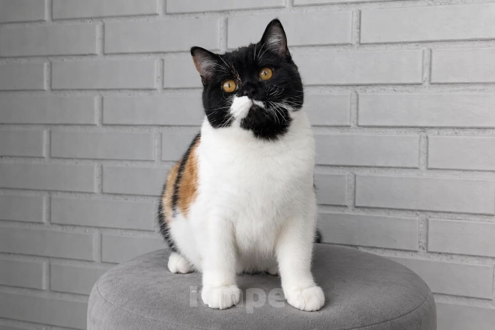 Кошки в Люберцах: Британский котенок Девочка, 45 000 руб. - фото 2