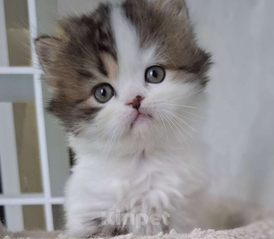 Кошки в Ярославле: Шотландский длинношерстный малыш Мальчик, 35 000 руб. - фото 5