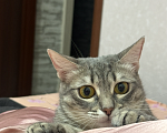 Кошки в Омске: Потерялась кошка. Дуся. Помогите найти  Девочка, 5 000 руб. - фото 3