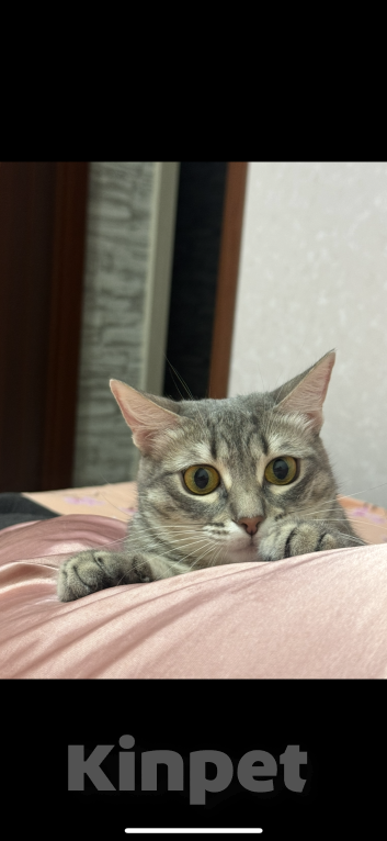 Кошки в Омске: Потерялась кошка. Дуся. Помогите найти  Девочка, 5 000 руб. - фото 3