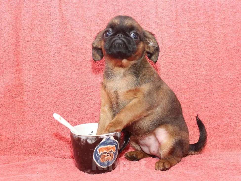 Собаки в Санкт-Петербурге: Улыбка Девочка, 80 000 руб. - фото 4