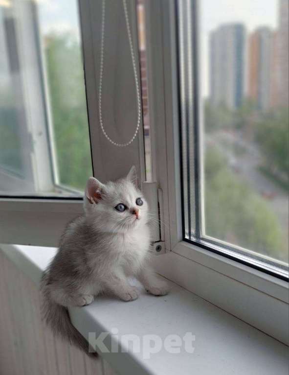 Кошки в Москве: Шотландские котята с документами Мальчик, 25 000 руб. - фото 2