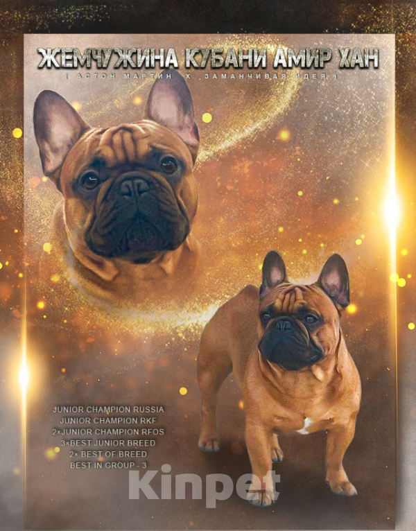 Собаки в Краснодаре: Вязка Арчи Мальчик, Бесплатно - фото 5