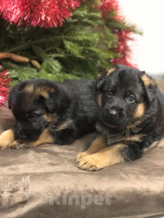 Собаки в Казани: Щенки немецкой овчарки  Мальчик, Бесплатно - фото 1