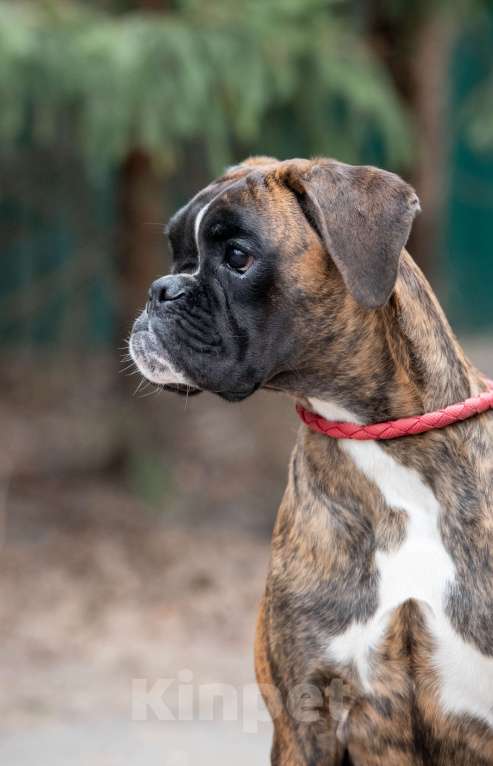 Собаки в Москве: Девочка боксера  Девочка, 60 000 руб. - фото 2