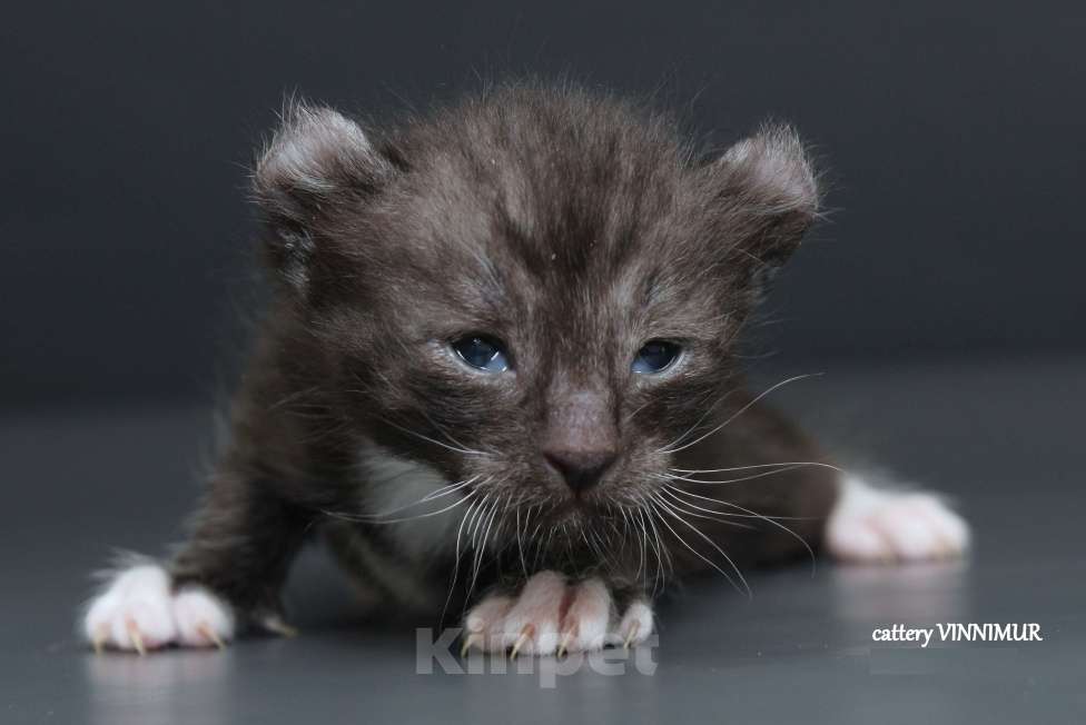 Кошки в Санкт-Петербурге: Котята американский керл Мальчик, Бесплатно - фото 2