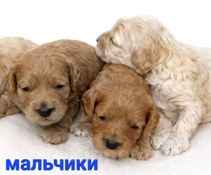 Собаки в Омске: Кокапу Мальчик, 45 000 руб. - фото 2