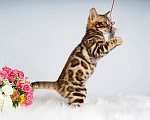 Кошки в Москве: Бенгальский котик Мальчик, 50 000 руб. - фото 3