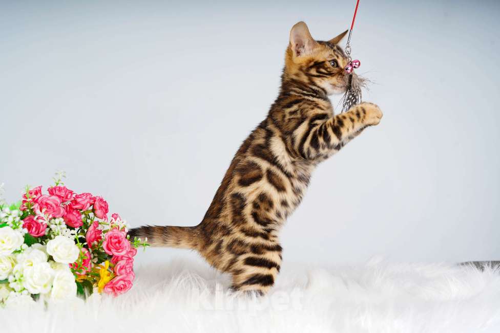 Кошки в Москве: Бенгальский котик Мальчик, 50 000 руб. - фото 3