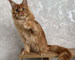 Кошки в Москве: Котёнок мейн-кун Мальчик, 65 000 руб. - фото 7