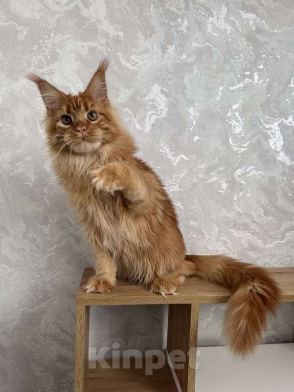 Кошки в Москве: Котёнок мейн-кун Мальчик, 65 000 руб. - фото 7