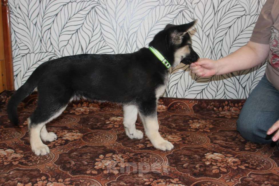 Собаки в Красноярске: Щенок ВЕО Нелли Голд Девочка, Бесплатно - фото 5